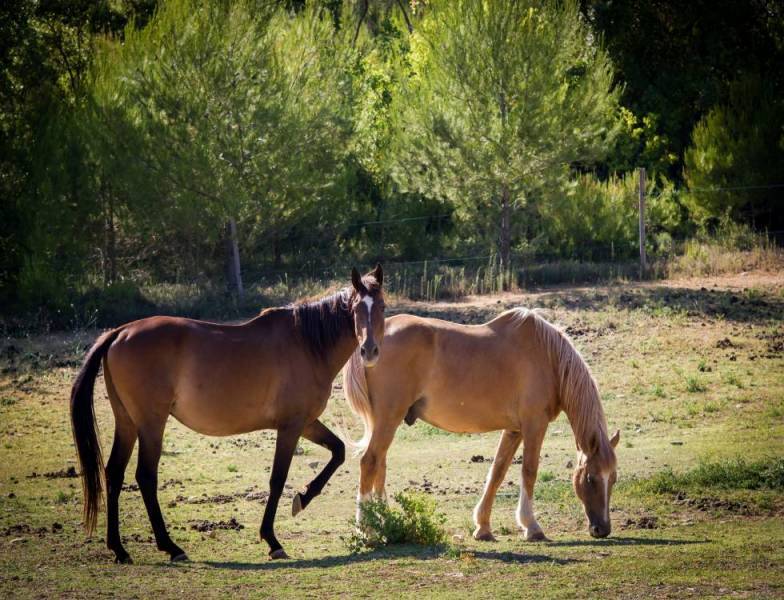 Chambres d'hôtes en campagne provençale, Domaine La Procureuse