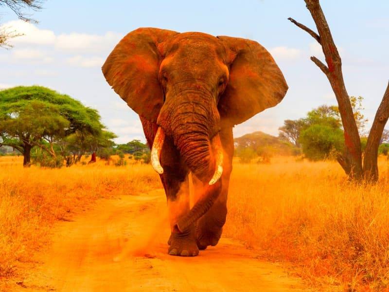 Partir en voyage pour un safari en Tanzanie